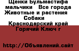 Щенки Бульмастифа мальчики - Все города Животные и растения » Собаки   . Краснодарский край,Горячий Ключ г.